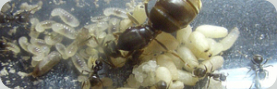 Lasius niger Gründung